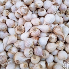 Lonely garlic